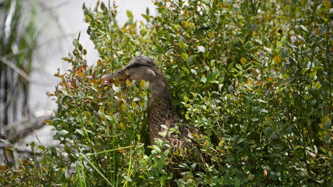 Was ist auf diesem Bild